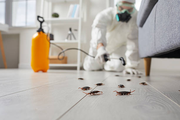 Post-Treatment Bed Bug Interceptor Monitoring in Birmingham